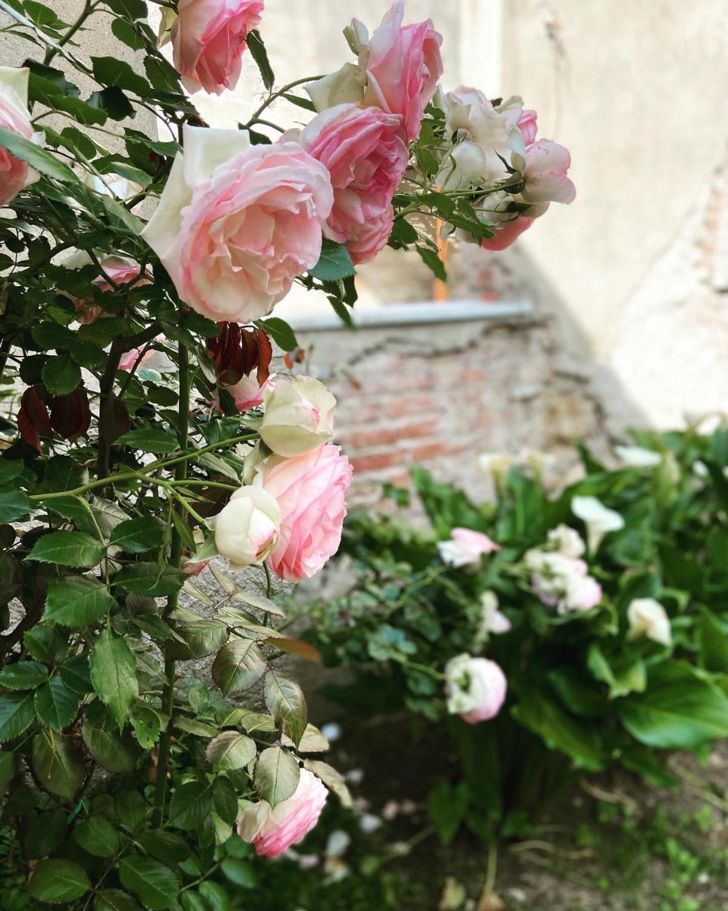 Victoria House B&B Pisa Luaran gambar
